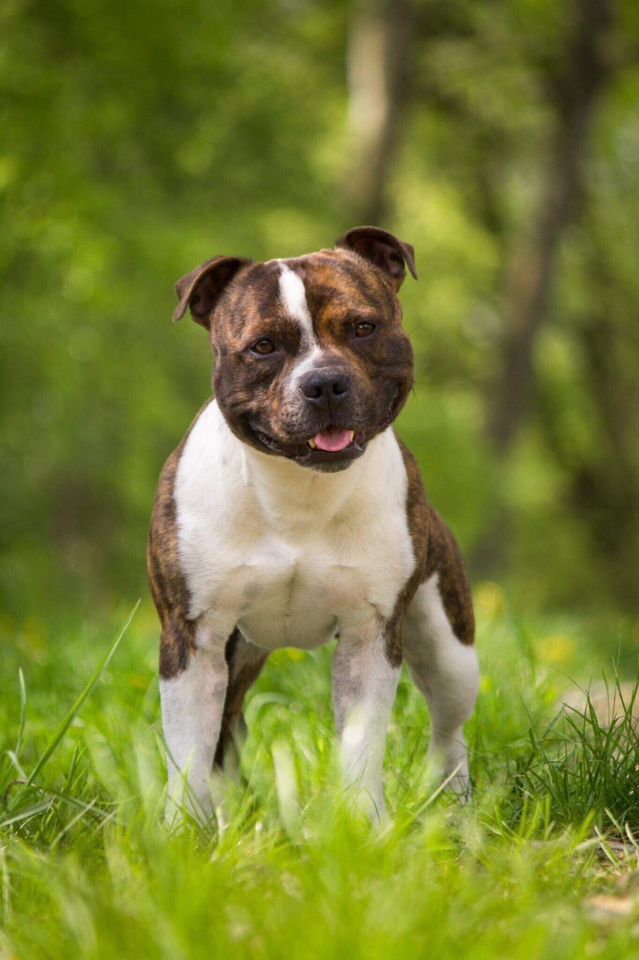 Freezer Pop Top Banana