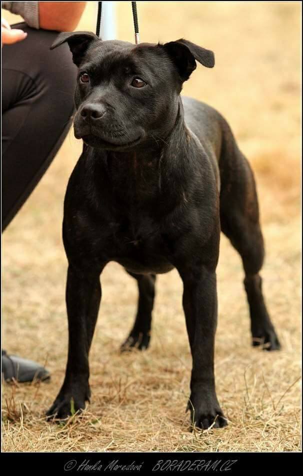 Adelayda One Bull Staff